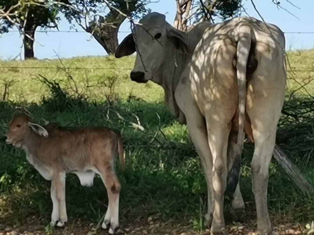 Aumenta el precio del ganado en Palizada, Campeche