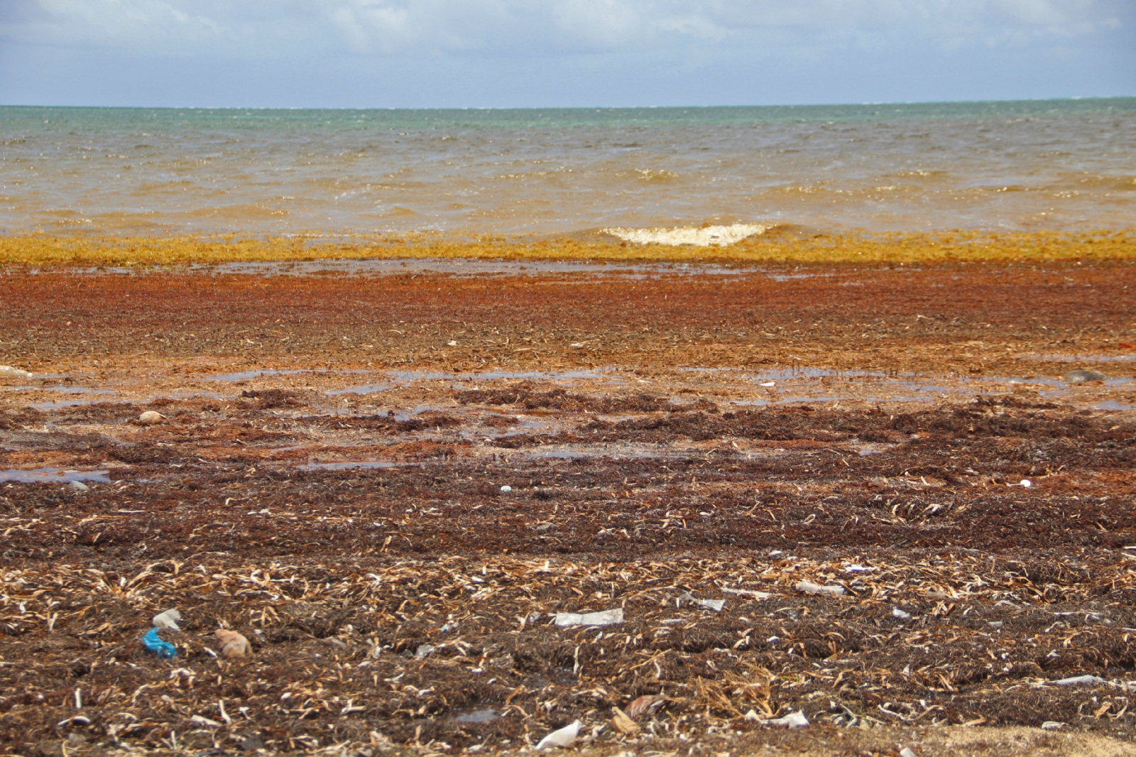 Más de 30 playas de Quintana Roo en 'estado crítico' por recale masivo de sargazo