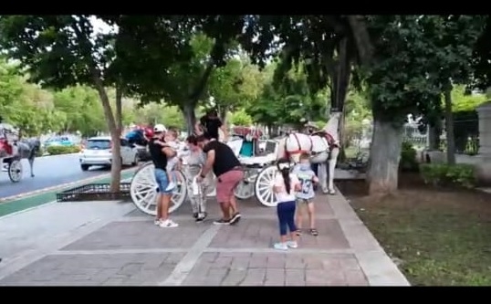 Caballo pierde el control mientras jalaba una calesa en Mérida: VIDEO