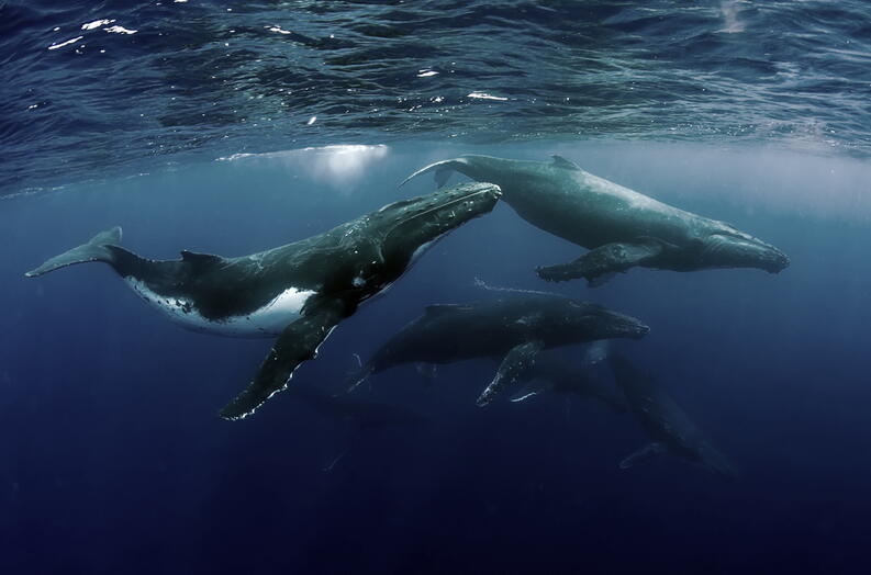 Los Cetáceos son un grupo de mamíferos importantes en la función de los ecosistemas marinos y por ende para la existencia del ser humano