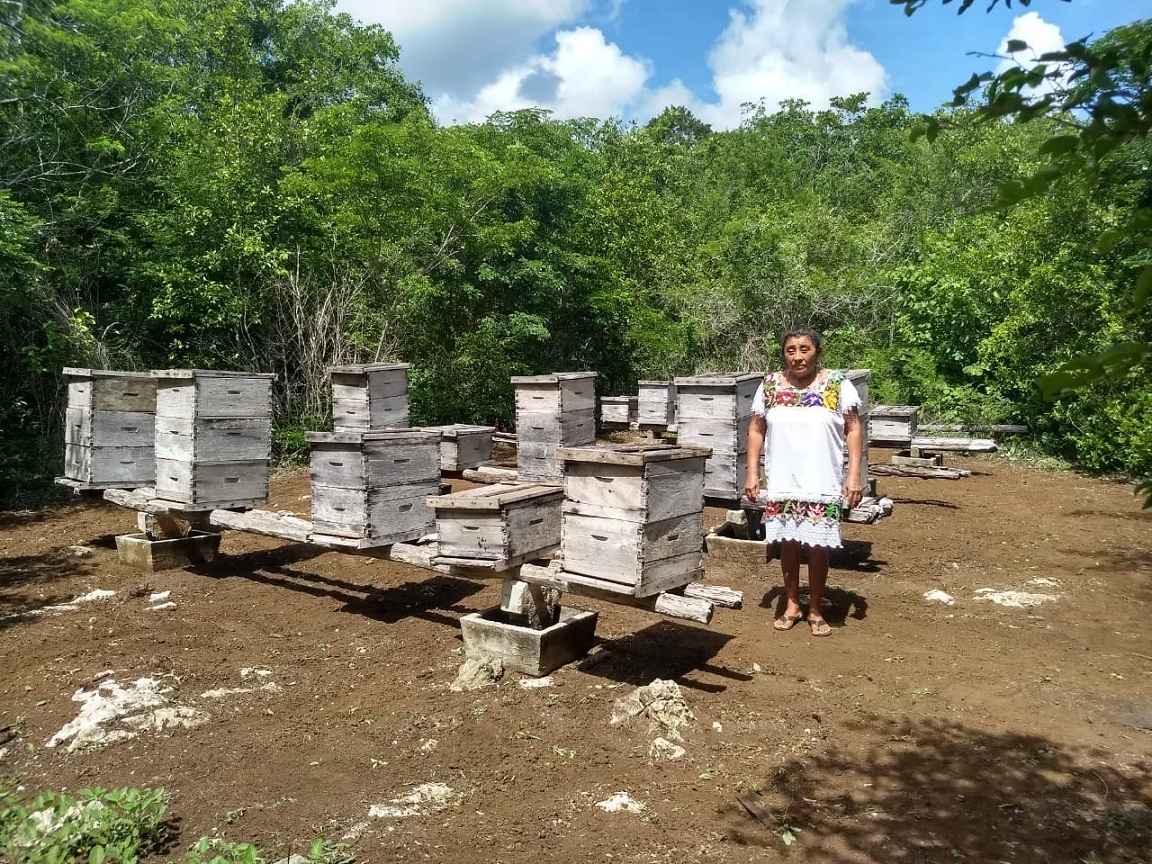 Pesticidas, el asesino silencioso de las abejas en Bacalar, Quintana Roo