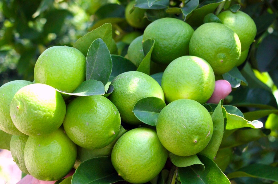Los estados con mayor producción del limón persa es Oaxaca, Quintana Roo, Tabasco y Yucatán.
