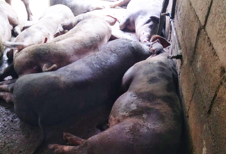 Los cerdos excretan de 4 a 5 kilos diarios