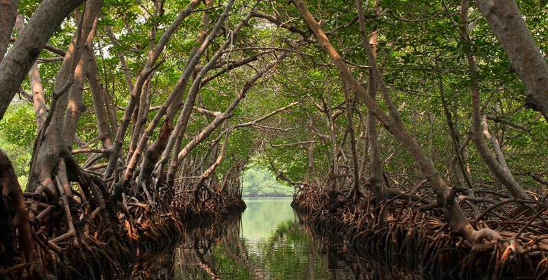 El 60 por ciento de los manglares mexicanos se localiza en la Península de Yucatán
