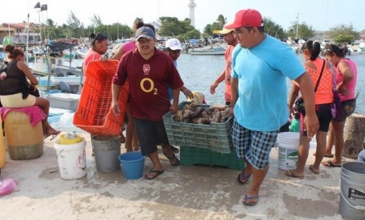 Descartan captura de pepino de mar en Yucatán