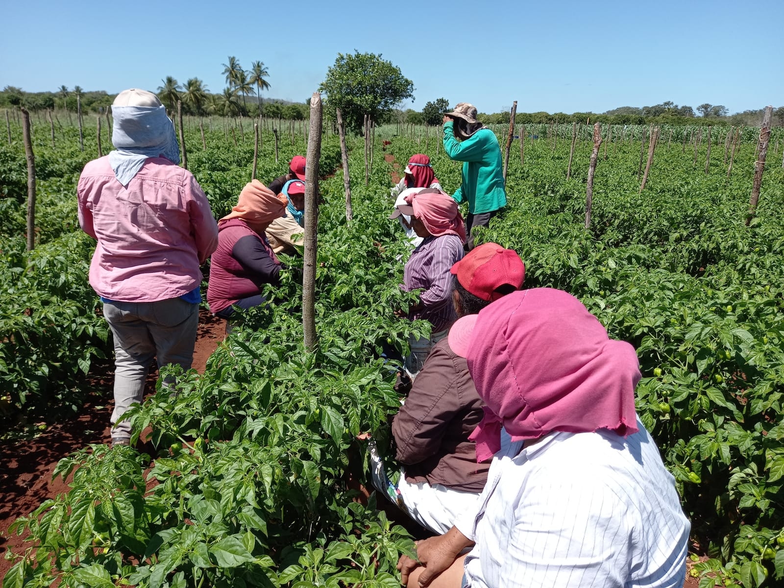 Productores de chile habanero de Yucatán desaíran reconocimiento mundial