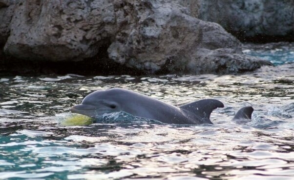 Delfines en cautiverio:Tras la sonrisa de un delfín existe una explotación que no para