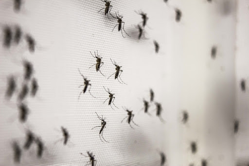 Cinco consejos para evitar la picadura de un mosquito