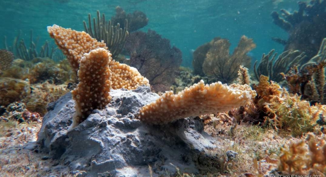 El Caribe Mexicano a sufrido una disminución en la población de los corales