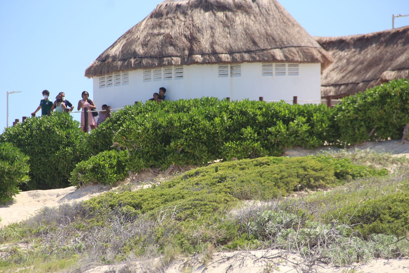 Estas son tres plantas costeras que crecen en Playa Defines de Cancún: FOTOS
