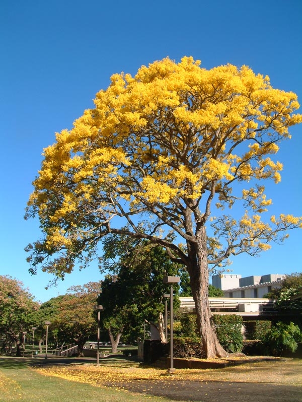 Amapa amarilla: Los colores dorados de la primavera en Quintana Roo