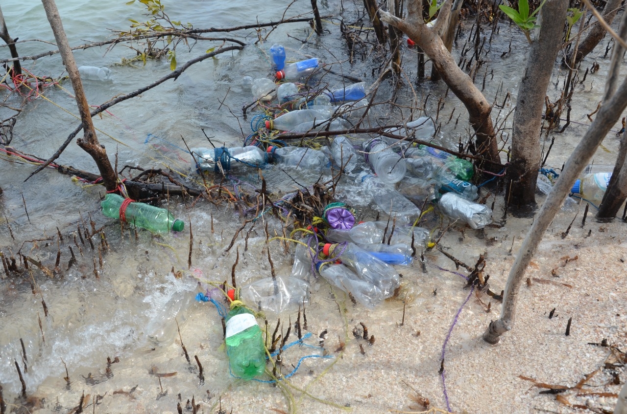 Manglares de Ciudad del Carmen repletos de basura; ambientalistas piden apoyo de gobierno