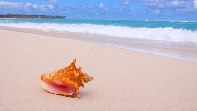 Caracol rosado: Todo lo que debes saber sobre este molusco en peligro de extinción