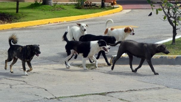 Nueva Ley reducirá maltrato animal en Yucatán: Activista