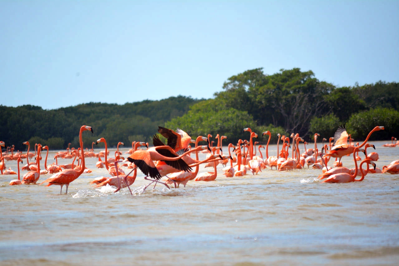 Paraíso Sisal anuncia la cacería de aves acuáticas silvestres en temporada de caza