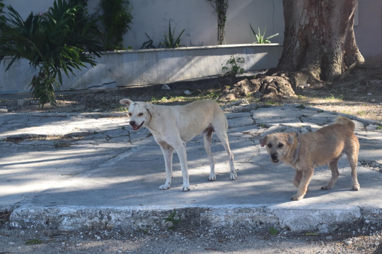 Investigan matanza de mascotas en la comisaría de Flamboyanes, Progreso
