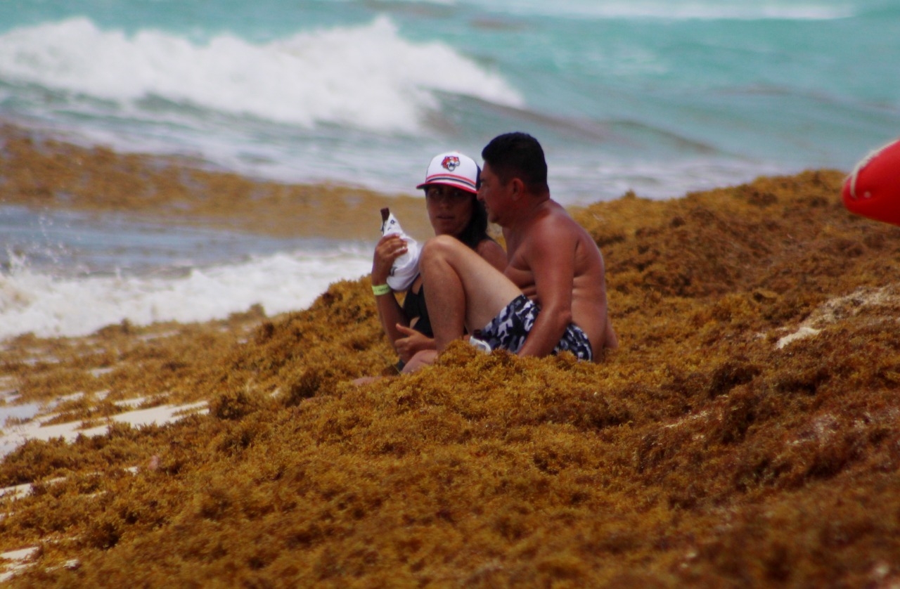 En el reporte diario de sargazo, informa que de las 47 playas que tiene Quintana Roo, 11 sufren un recale fuerte de la macroalfa café