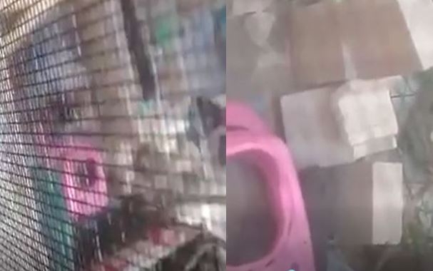 Difunden imágenes de brutal golpiza a un perro en vivienda de Cancún: VIDEO