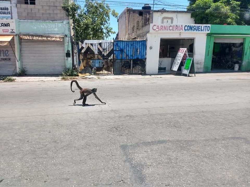 Captan a mono araña paseando en calles de Cancún: FOTOS