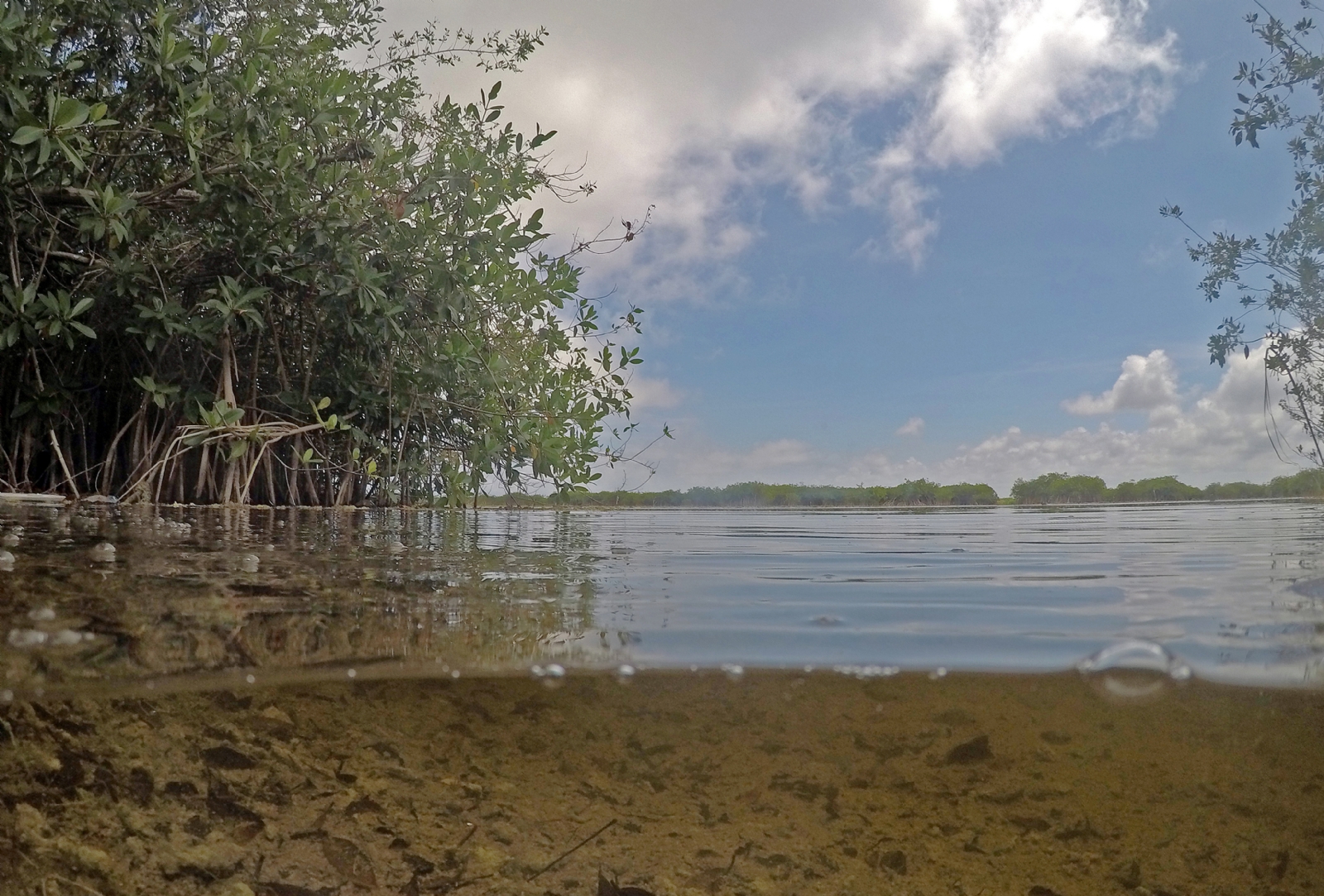 Quintana Roo se queda sin manglares por la construcción de carreteras: Cinvestav