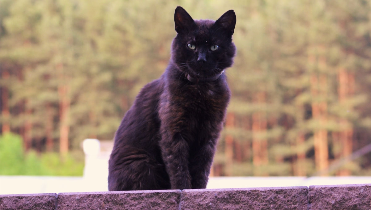 ¿Por qué se cree que los gatos negros son de mala suerte?