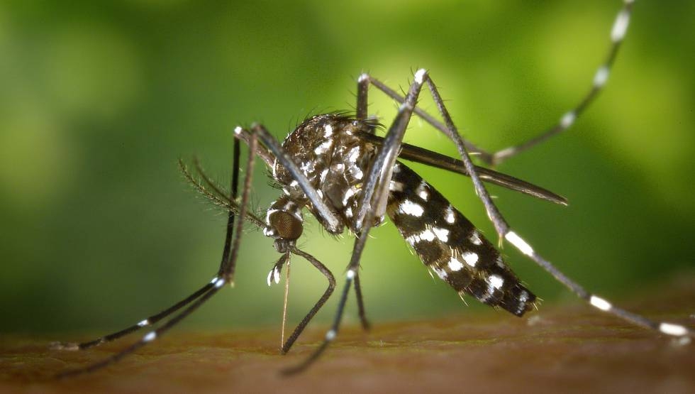 El mposquito es de los mayores transmisores de enfermedades por lo que se considera uno de los insectos más peligrosos