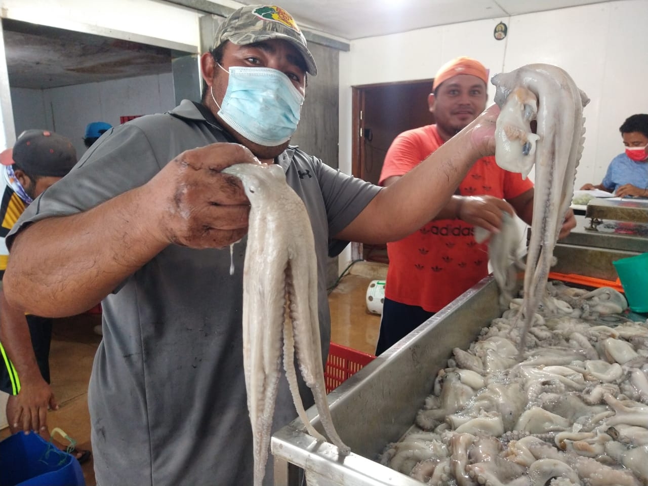 Baja captura de pulpo para los pescadores del Litoral Oriente de Yucatán
