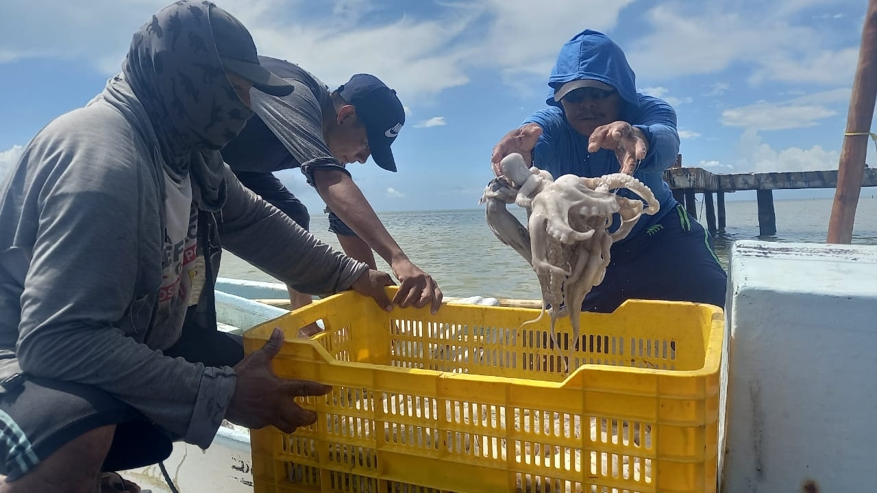 los pescadores aseguran que la langosta no dejó las ganancias que esperaban