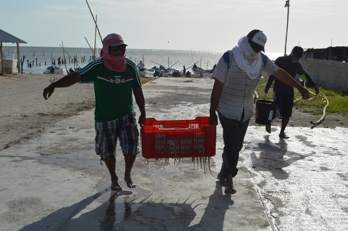 La temporada de captura del pulpo debe ser respetada por los pescadores de Campeche, para evitar dañar su reproducción