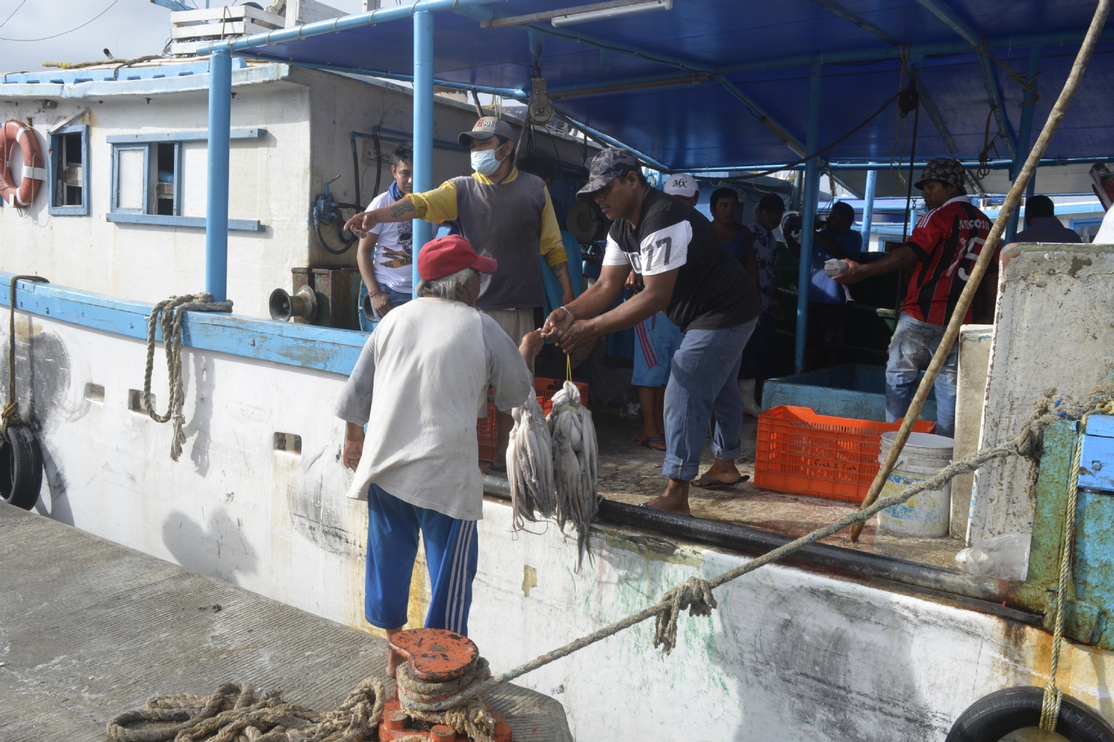 La temporada de pulpo en Yucatán ha estado teniendo buenas rachas para los pescadores de la costa