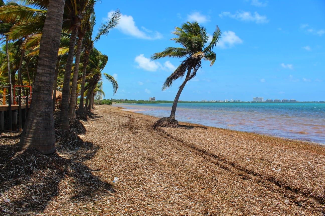 Destinos como Playa del Carmen y Tulum se han visto afectados por el recale excesivo de sargazo en sus arenales en días pasados
