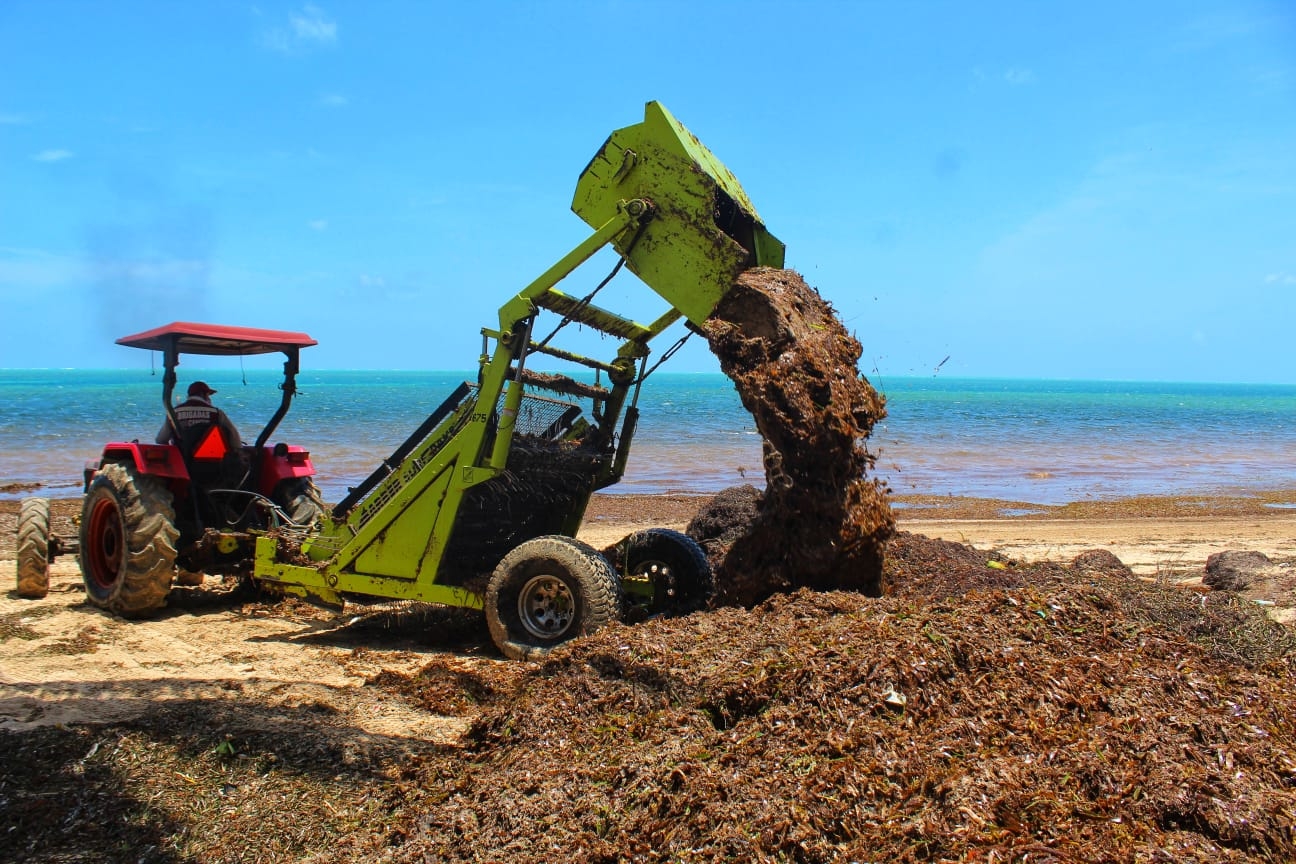 El regale de sargazo afecto a las 47 playas que tiene Quintana Roo