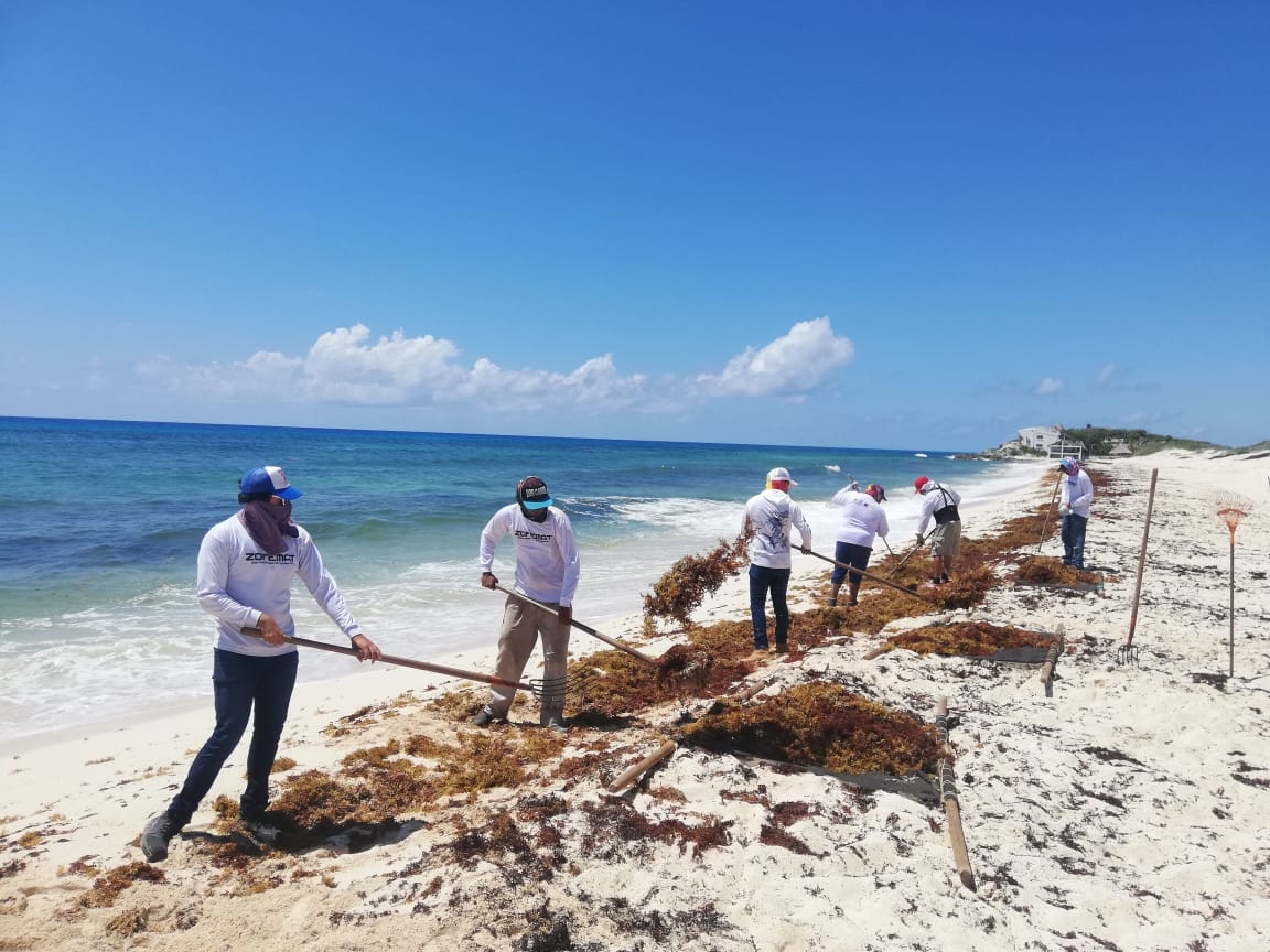 Zofemat recolecta más de 123 toneladas de sargazo en playas de Cozumel