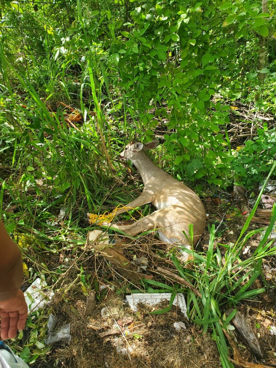 Pobladores rescatan a venado atrapado en un alambrado en Cozumel