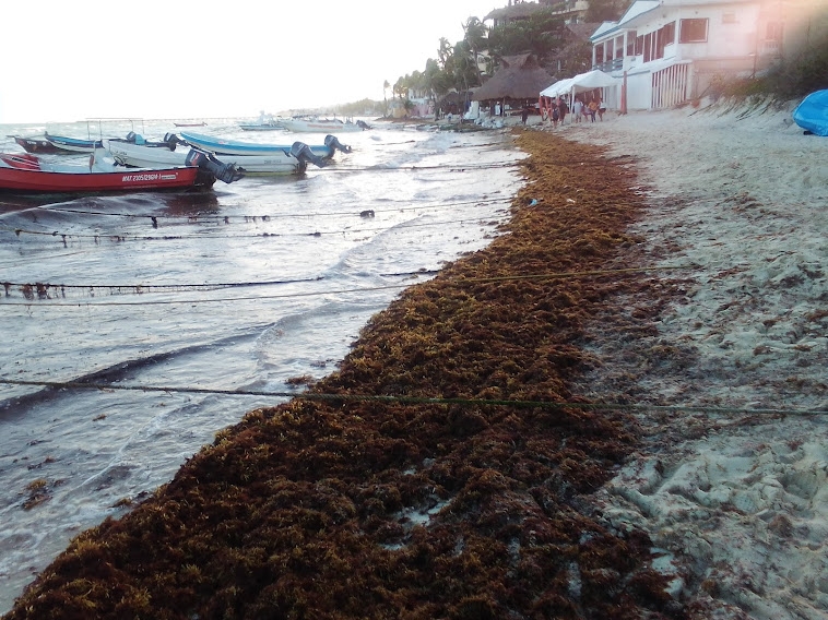 Se han recolectado mil toneladas de sargazo hasta junio en playas y otras 668 en el mar