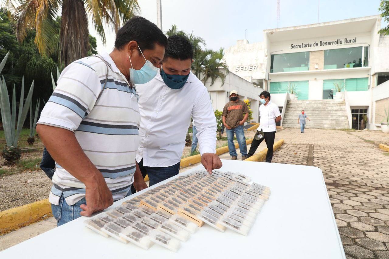 La Seder hizo entrega de 60 paquetes de abejas reina en el municipio de Peto
