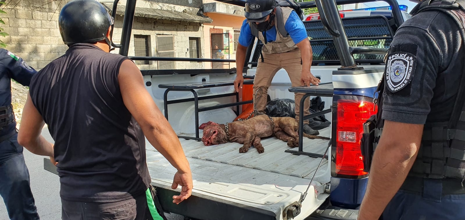 Perro es asesinado por tres pitbulls en Cozumel; investigan doble maltrato animal