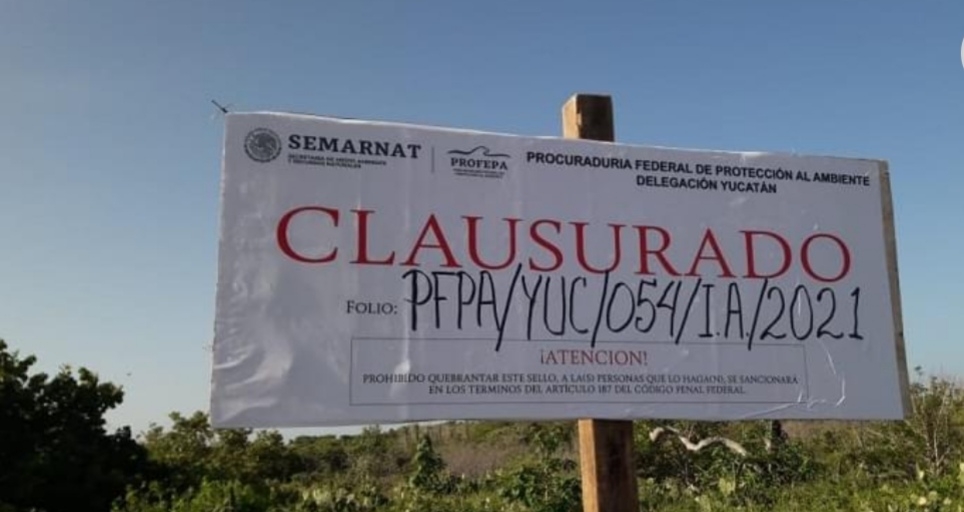 Semarnat clausura tala ilegal de manglares en Dzilam Bravo, Yucatán