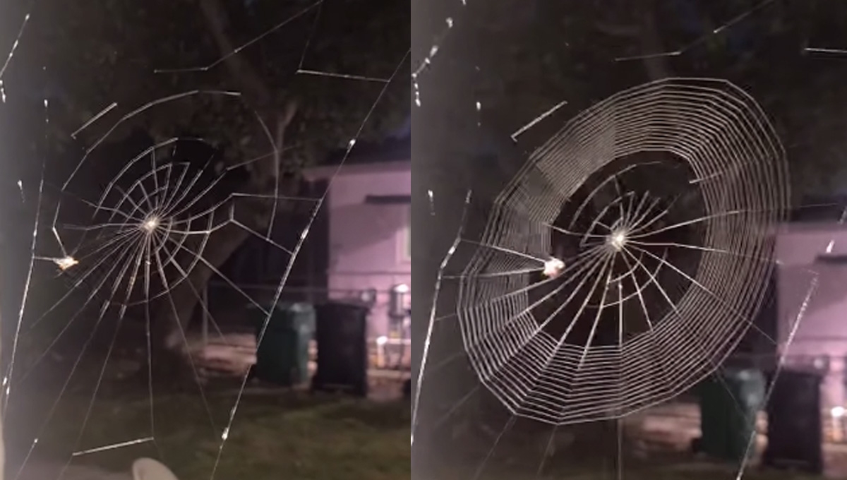 ¿Cómo tejen las arañas su red? Video revela los secretos de los temidos arácnidos
