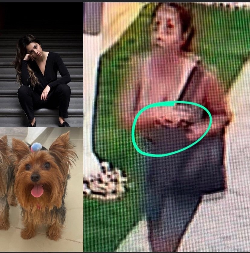 Joven denuncia en redes sociales el robo de su perrita 'Micaela' en Cancún: VIDEO