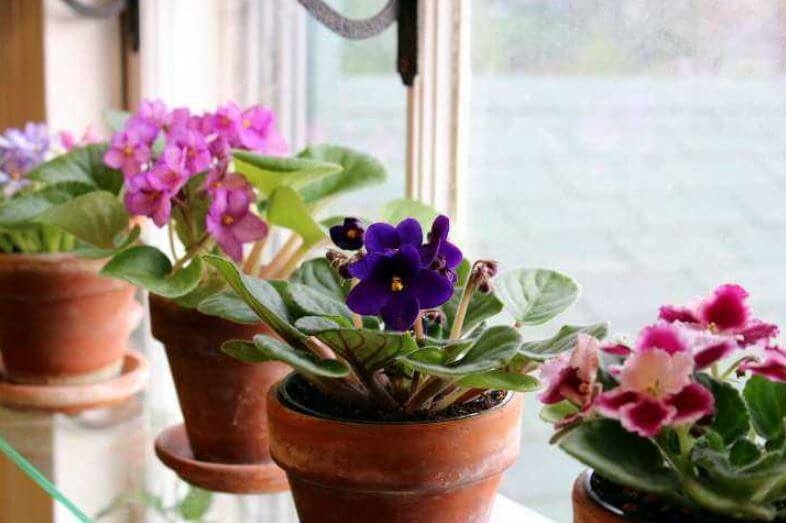 Cinco plantas para mejorar el olor de tu casa