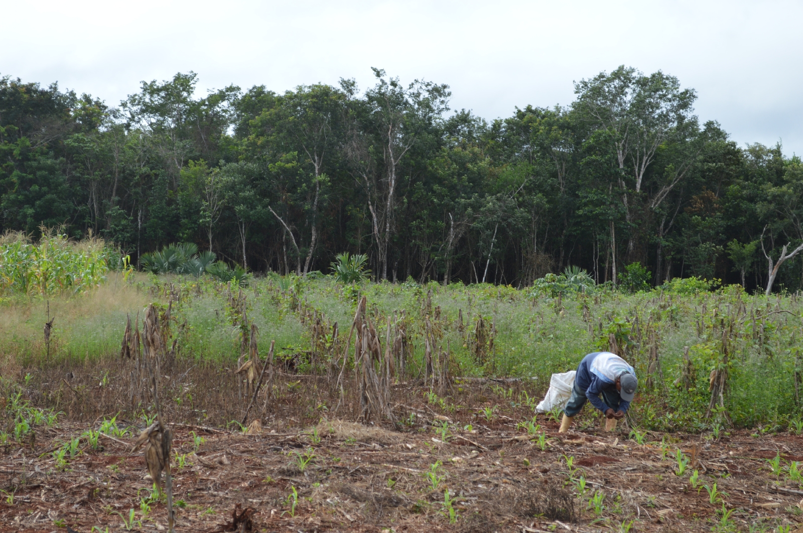 90% de la selva de la Zona Sur de Quintana Roo, deforestada por la agricultura: Coneval
