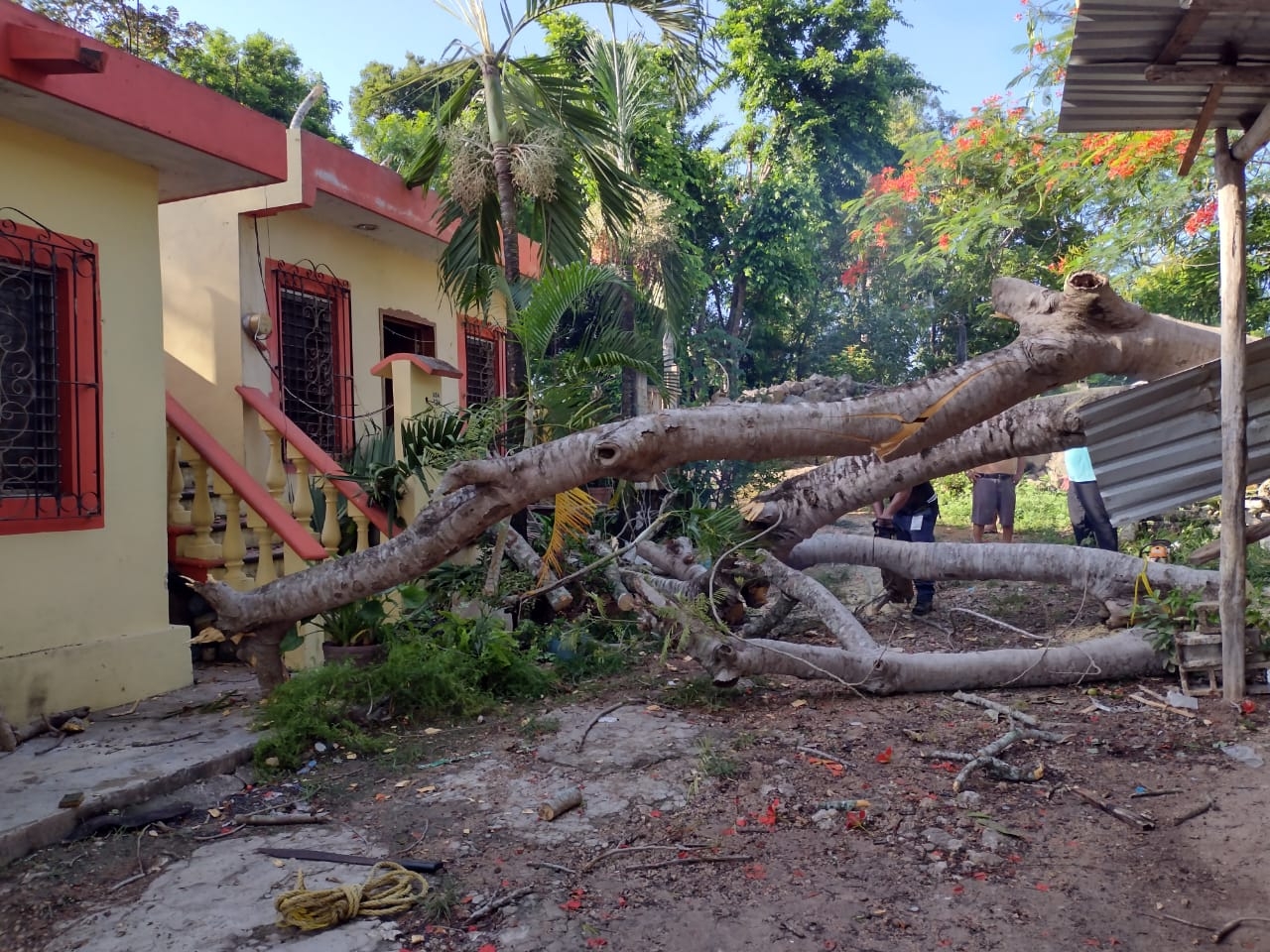 Árbol de Flamboyán se desploma sobre una vivienda en Felipe Carrillo Puerto