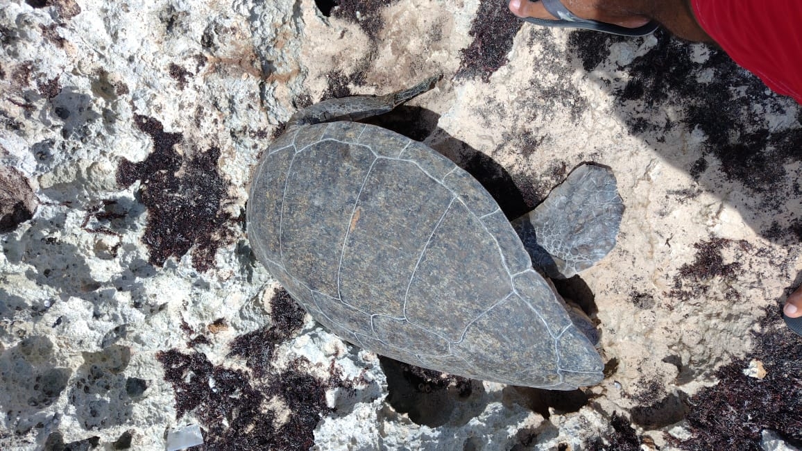 Hallan cuerpo decapitado de tortuga en zona rocosa de Cozumel