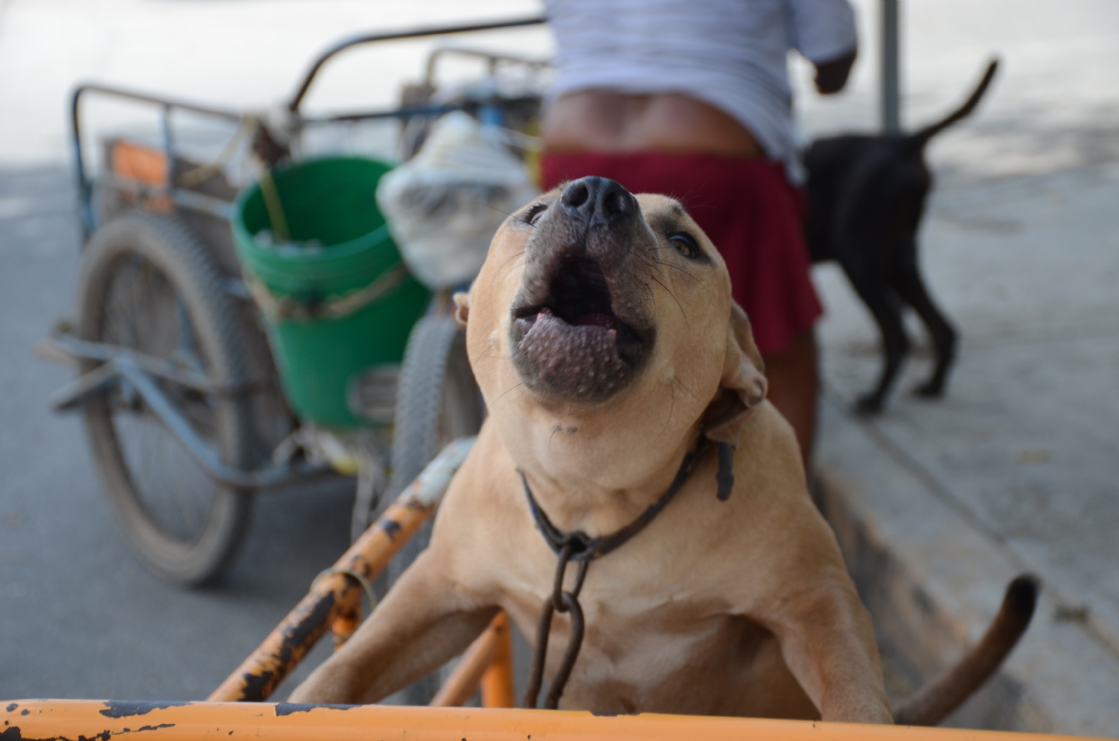 Bienestar Animal pone en adopción a 30 perritos rescatados de la calle en Cancún