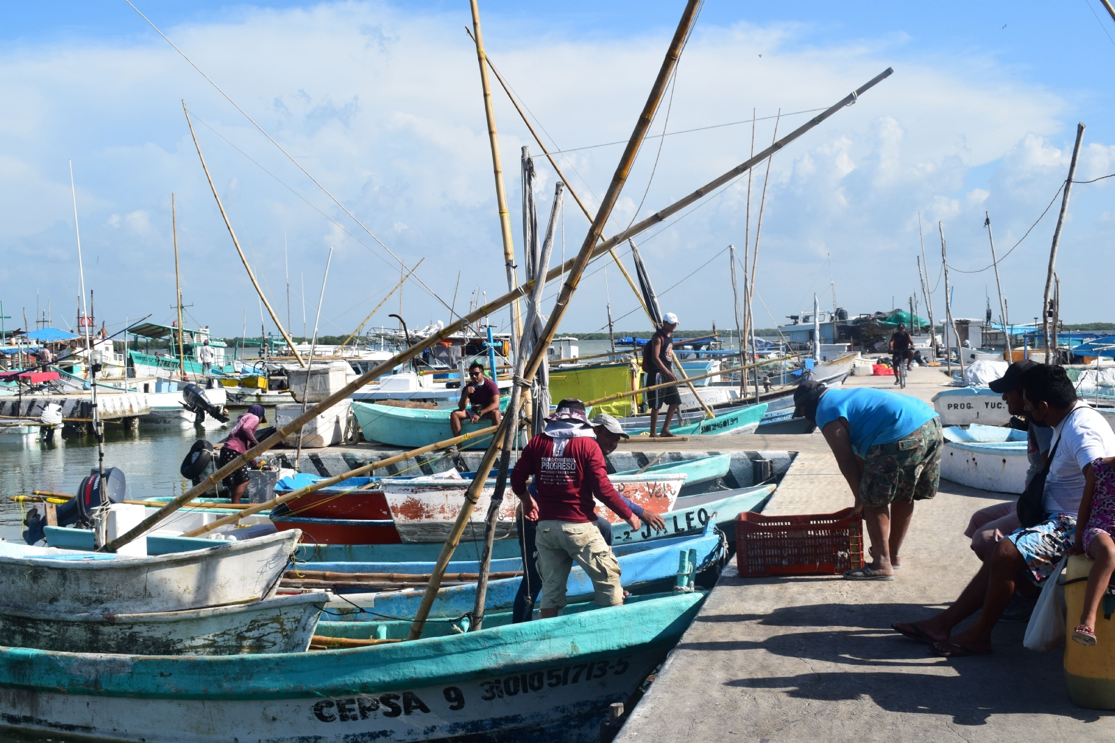 Temporada de pulpo en Yucatán: Incrementa el precio del molusco 127 pesos el kilo