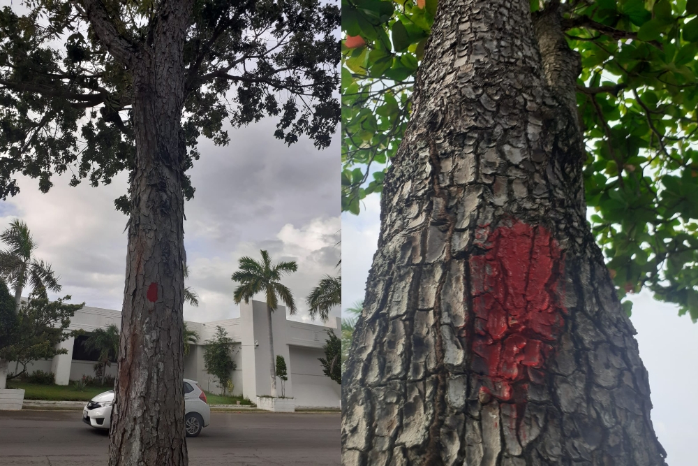 Los árboles que serán derribados en la remodelación de la Bahía de Chetumal fueron marcados de rojo