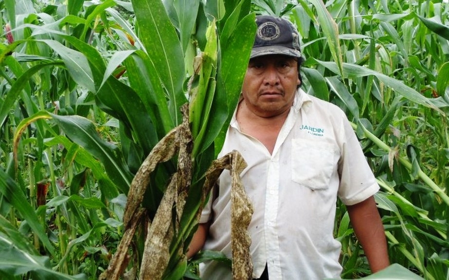En 2019, Yucatán lideró la gráfica de campesinos apoyados por el programa Producción para el Bienestar