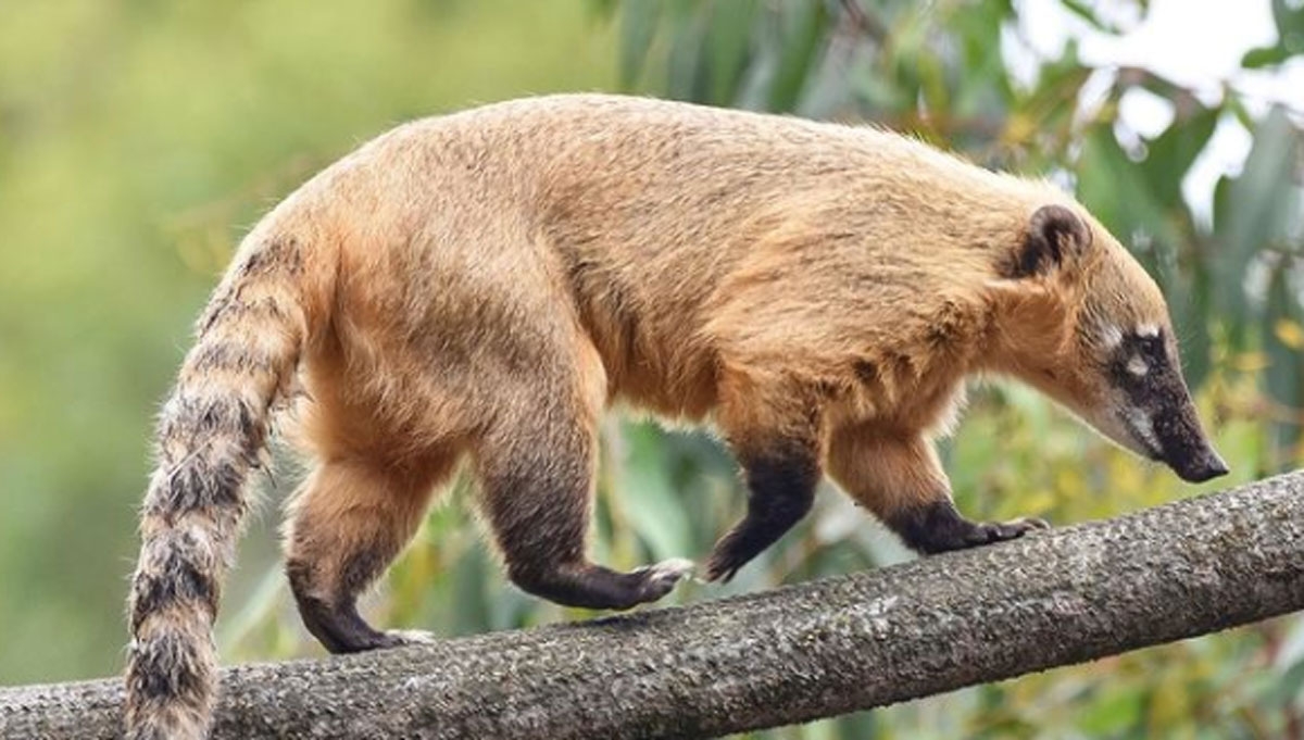 El coatí vive en bosques tropicales y selvas, aunque también en sabanas y desiertos del país