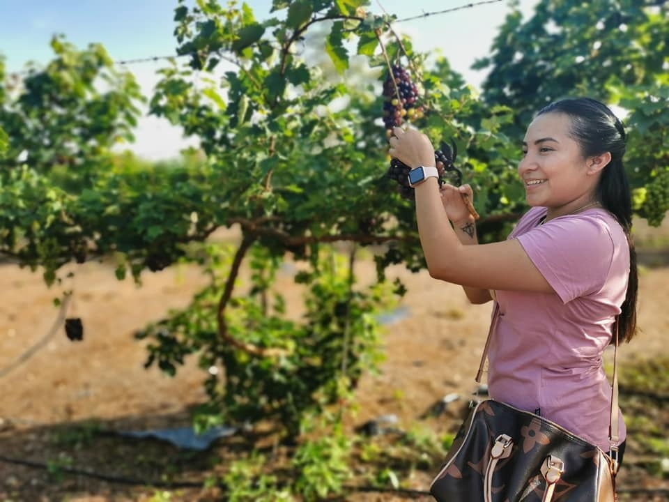 Las personas pueden fotografiarse cerca de las parras y cortar racimo de uva como recuerdo de su visita al viñedo en Noh-Bec